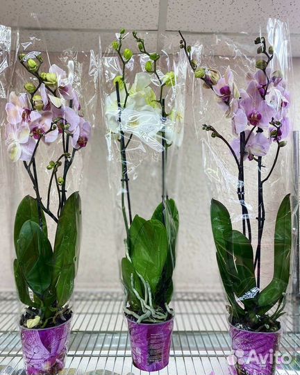Орхидеи на 2 цветоноса