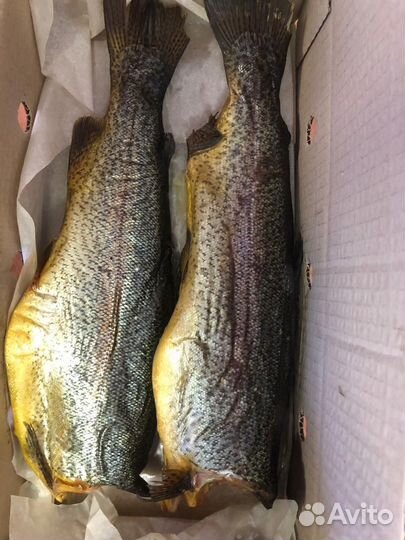 Рыба вяленая, Х/К и Г/К. Вакуумная упаковка