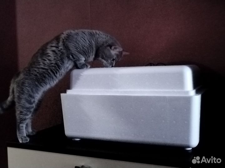 Инкубационное яйцо