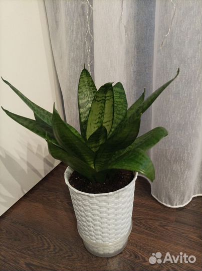 Сансевиерия Ханни Грин крупная