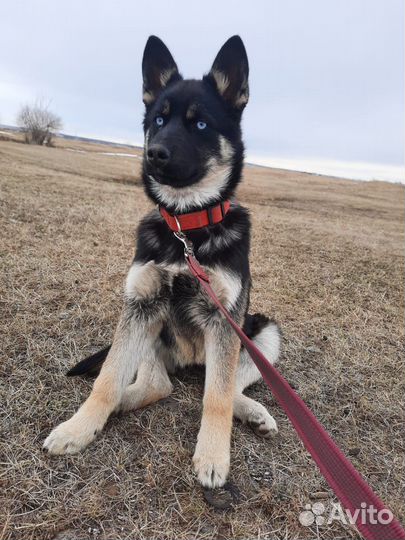 Немка - хаски