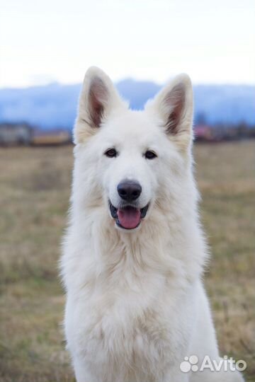 Кобель бшо, белая швейцарская овчарка