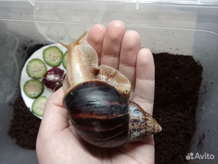 Улитки ахатины