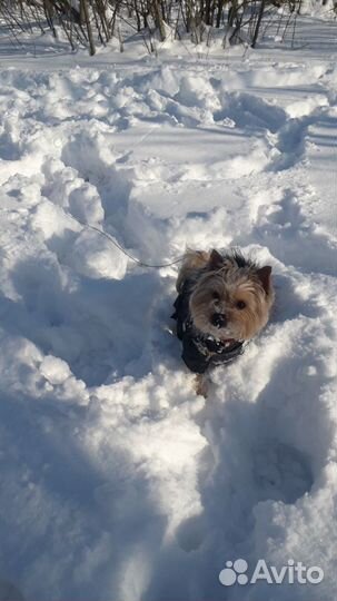 Йоркширский терьер вязка