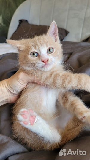 Котенок в ответственные руки