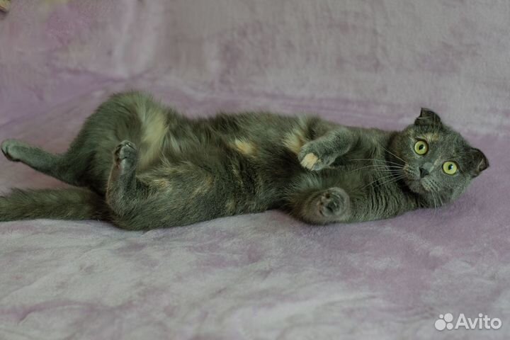 Кошечка Лили в добрые руки