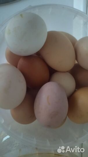Кролики и яйца куриные