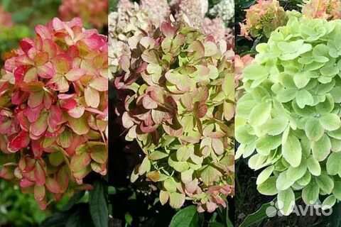 Граффити Гортензия метельчатая