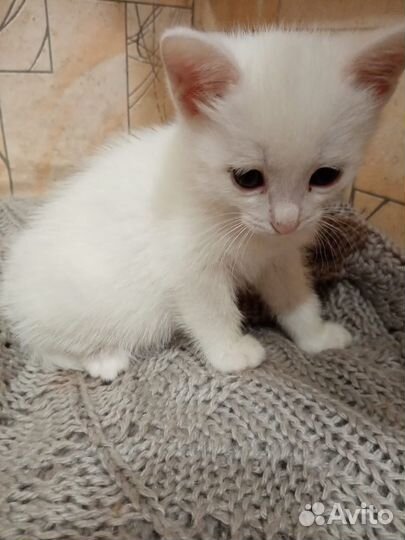 Белый котенок в добрые руки