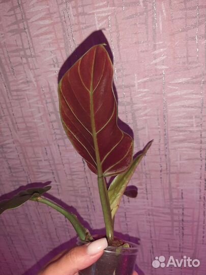 Филодендрон Криентум