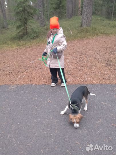 Щенки бигль