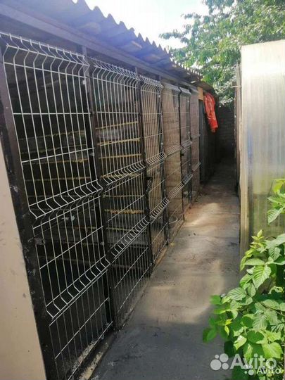 Передержка собак