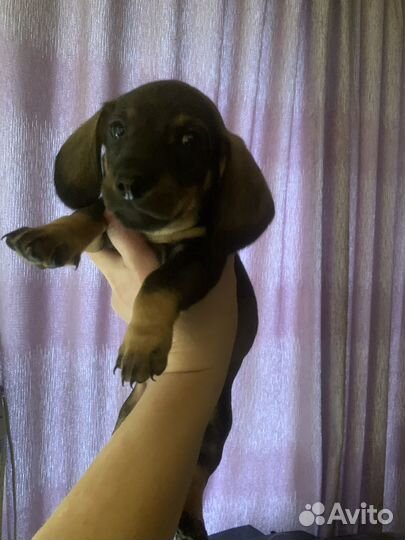 Щенки таксы