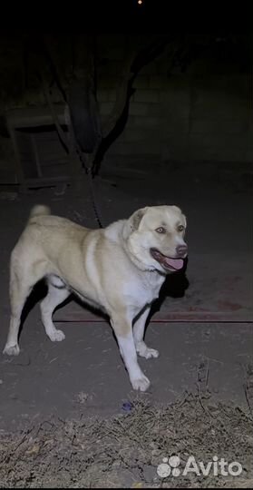 Кавказский волкодав