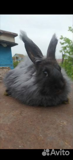 Кролики пуховые
