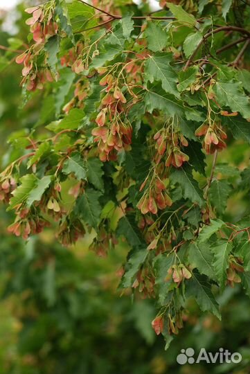 Саженцы деревьев для озеленения Вашего участка