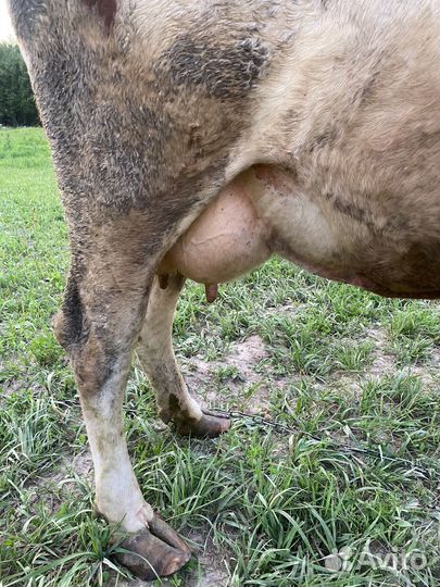 Продаем животных на племя и на мясо