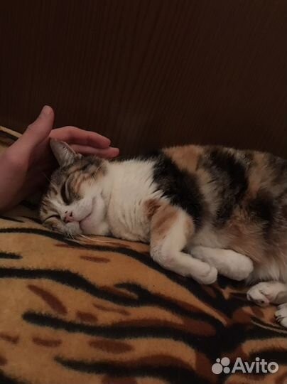 Кошка в дар бесплатно