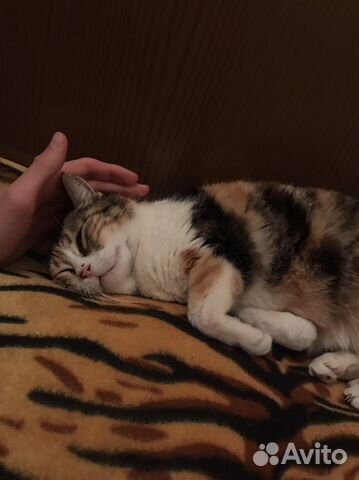 Кошка в дар бесплатно