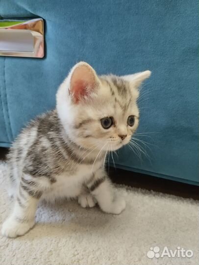 Шотладские котята