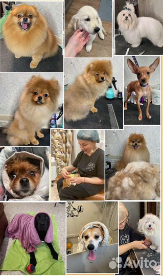 Стрижка собак. Груминг. Грумер для хвостиков