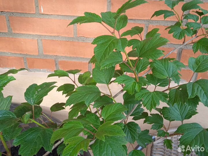 Калина съедобная, красная, сортовая