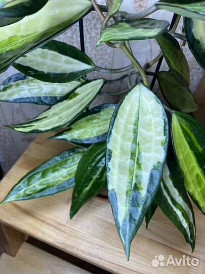 Хойя макрофилла Пот оф Голд