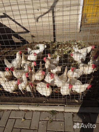 Куры несушки продам