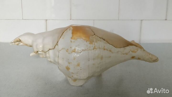 Большая морская старинная раковина