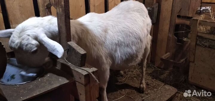 Козы, козлы