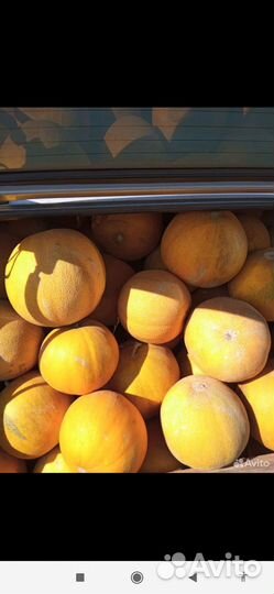 Растеневодство Семена Арбуза Дыней