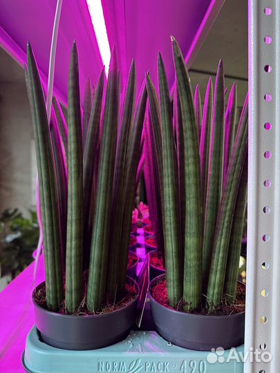 Сансевиерия цилиндрика