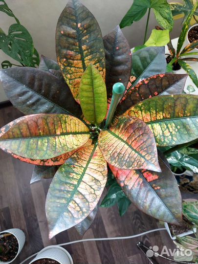 Большие комнатные цветы