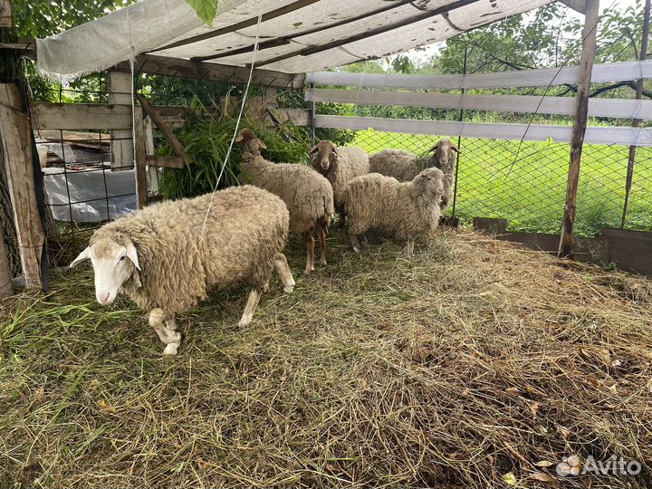 Овцы бараны