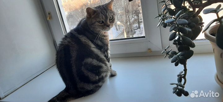 Кот Сильвестор