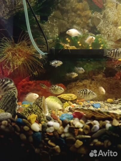 Рыбка Сапфировый попугай в аквариум