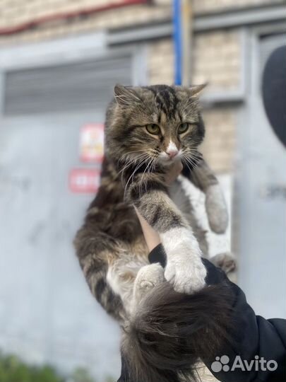 Верните веру в людей Тимо