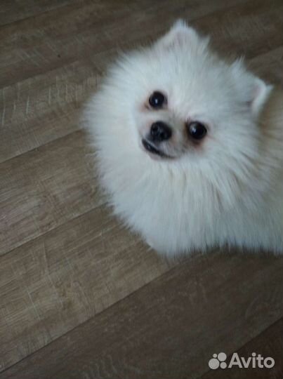 Померанский шпиц вязка кобель