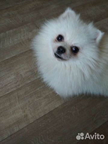 Померанский шпиц вязка кобель