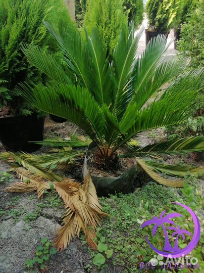 Пальма Цикас