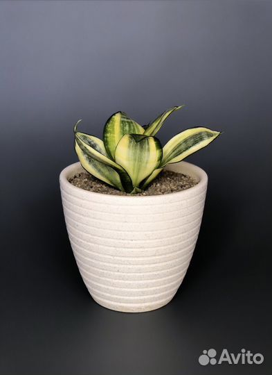 Сансевиерия Голден Ханни