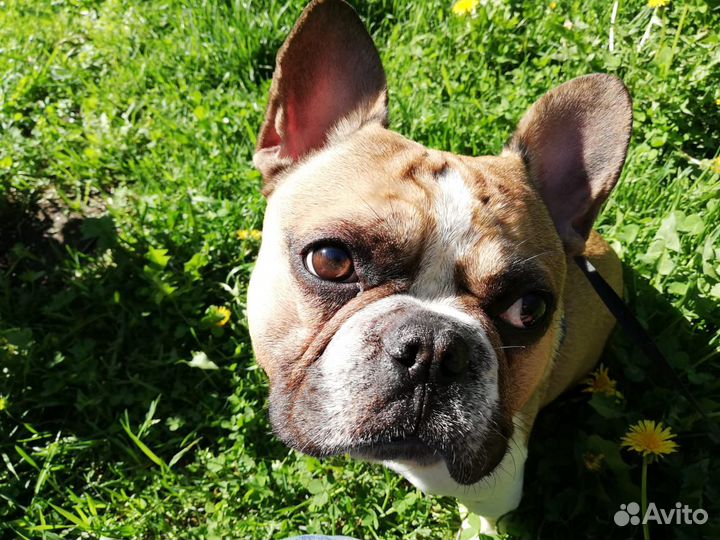 Французский бульдог, вязка