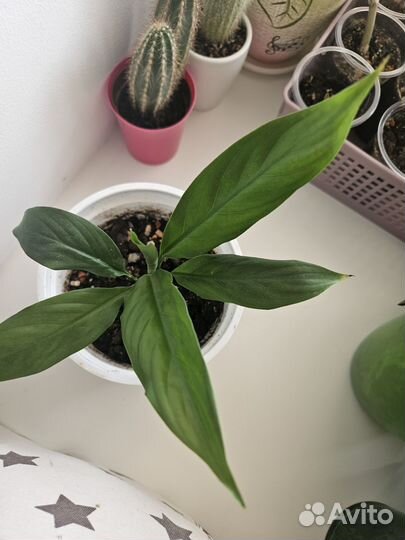 Спатифиллум