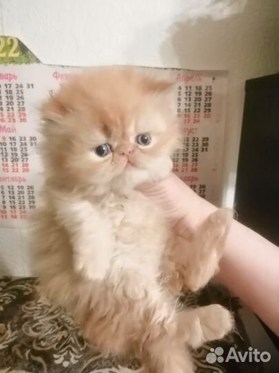 Персидские котята