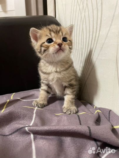 Кошка в дар