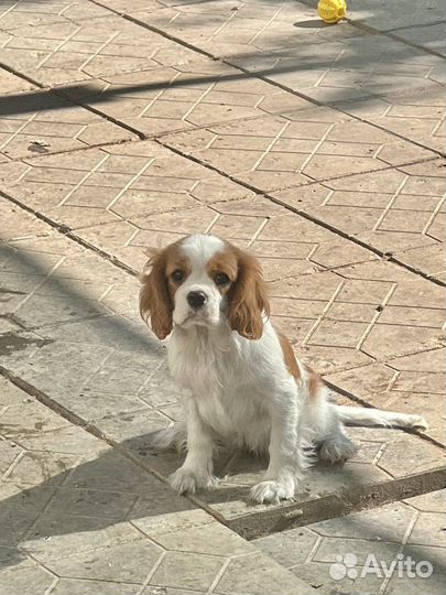 Спаниель кавалер кинг чарльз девочки
