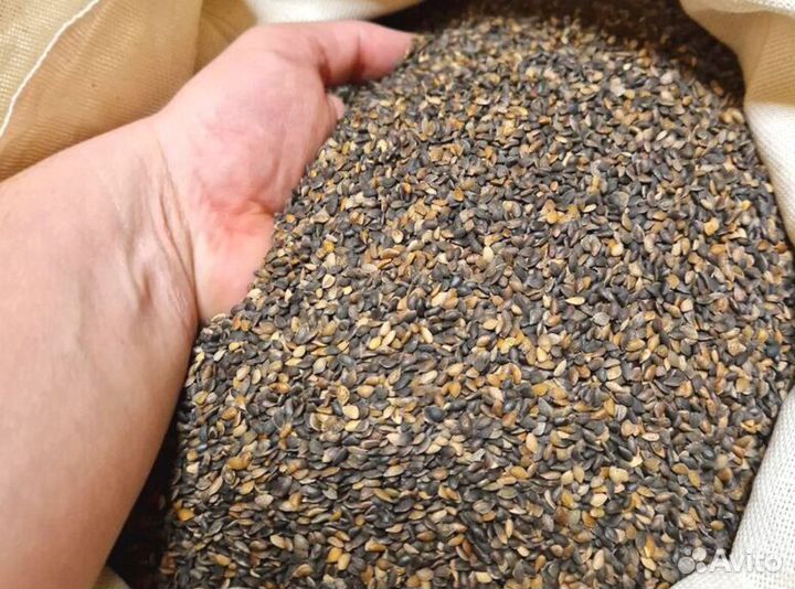 Доставка семян ели