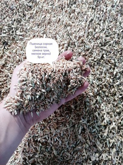 Зерно пшеница ячмень