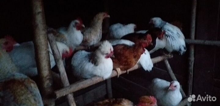 Цыплята петушки петухи породистые и курочки