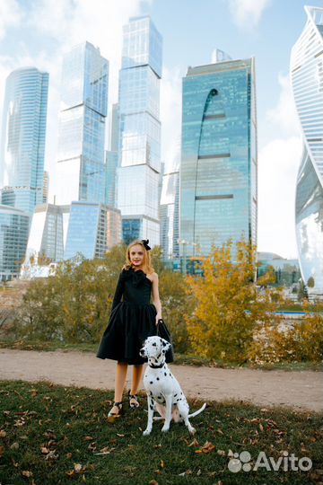 Аренда Далматина